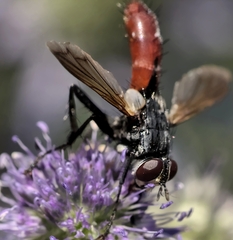 Cylindromyia bicolor