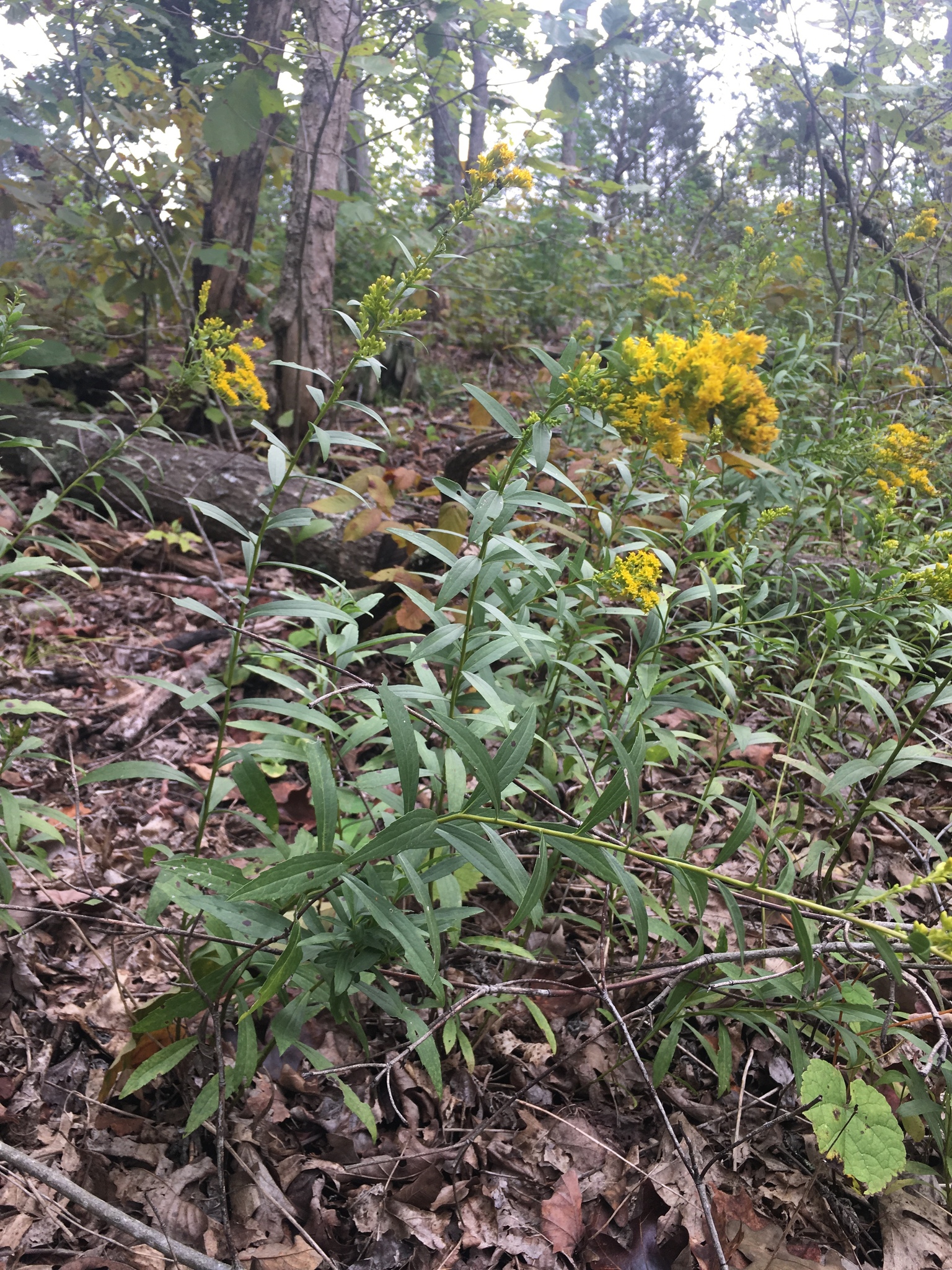 Solidago shortii