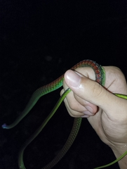 Dendrelaphis formosus