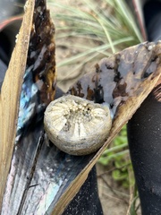 Cymatiidae