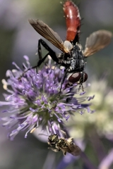 Cylindromyia bicolor