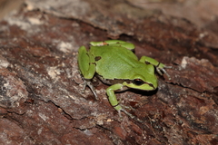 Hyla wrightorum