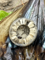 Cymatiidae