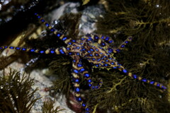 Hapalochlaena maculosa