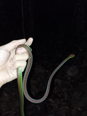 Dendrelaphis formosus