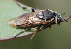 Pergidae