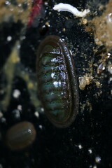 Ischnochiton australis