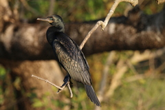 Phalacrocorax fuscicollis