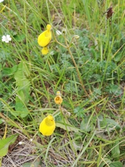 Calceolaria biflora