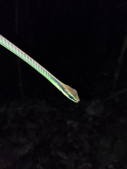 Dendrelaphis formosus