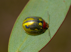 Paropsisterna vittata