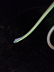 Dendrelaphis formosus