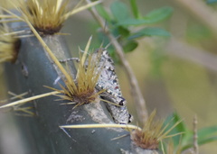 Phaulotettix compressus