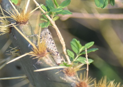 Phaulotettix compressus