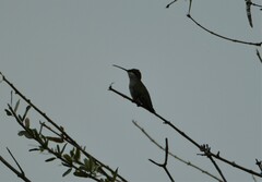 Heliomaster furcifer
