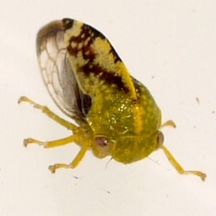 Atymna helena