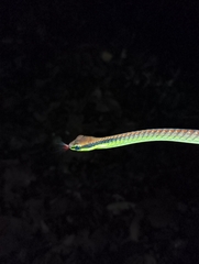 Dendrelaphis formosus