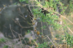 Phaulotettix compressus