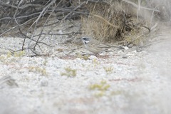 Artemisiospiza belli