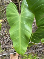 Philodendron erubescens