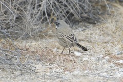 Artemisiospiza belli