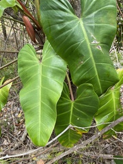 Philodendron erubescens