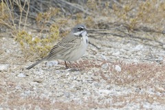 Artemisiospiza belli
