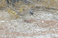 Artemisiospiza belli
