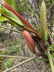 Philodendron erubescens