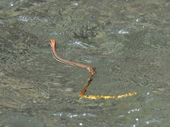 Dendrelaphis philippinensis