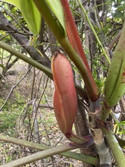 Philodendron erubescens