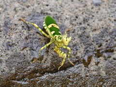 Creobroter meleagris