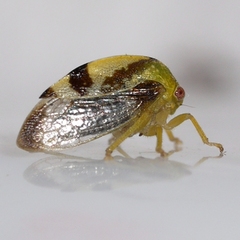Smiliini