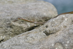 Dendrelaphis philippinensis
