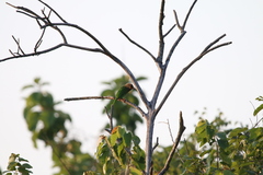 Psilopogon zeylanicus