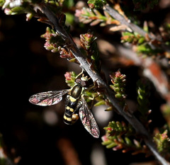 Sphaerophoria scripta