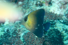 Zebrasoma scopas