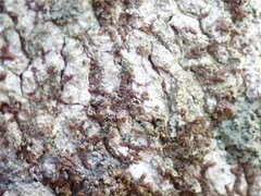 Frullania eboracensis