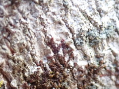 Frullania eboracensis