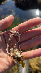 Corallina officinalis