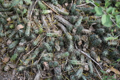 Echinocereus berlandieri