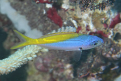 Yellow and Blueback Fusilier photo 2