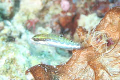 Thalassoma quinquevittatum