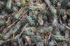 Echinocereus berlandieri