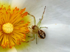 Diaea ambara