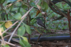 Muscicapa muttui