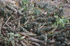 Echinocereus berlandieri