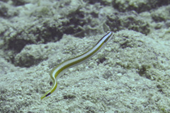 Gunnellichthys curiosus