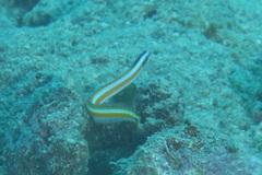 Gunnellichthys curiosus