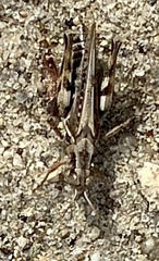 Melanoplus devastator